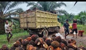 Harga TBS Turun, Petani Sawit Soroti Ekspor Satu Pintu